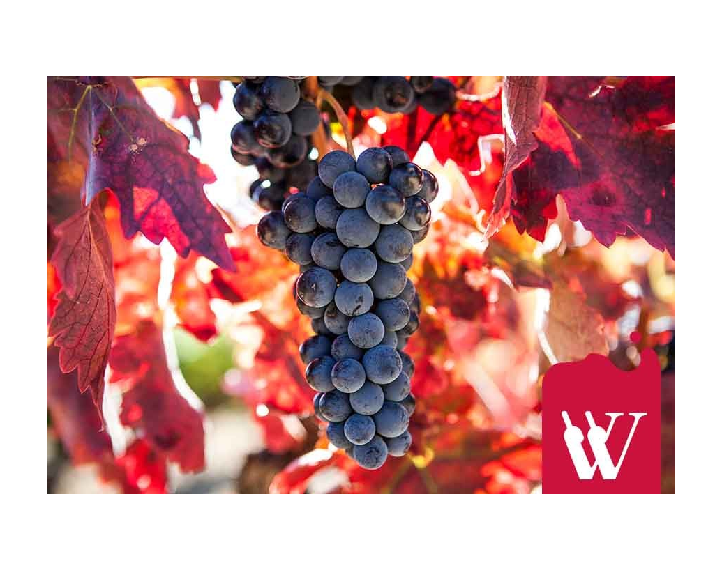Grenache – wino na lato